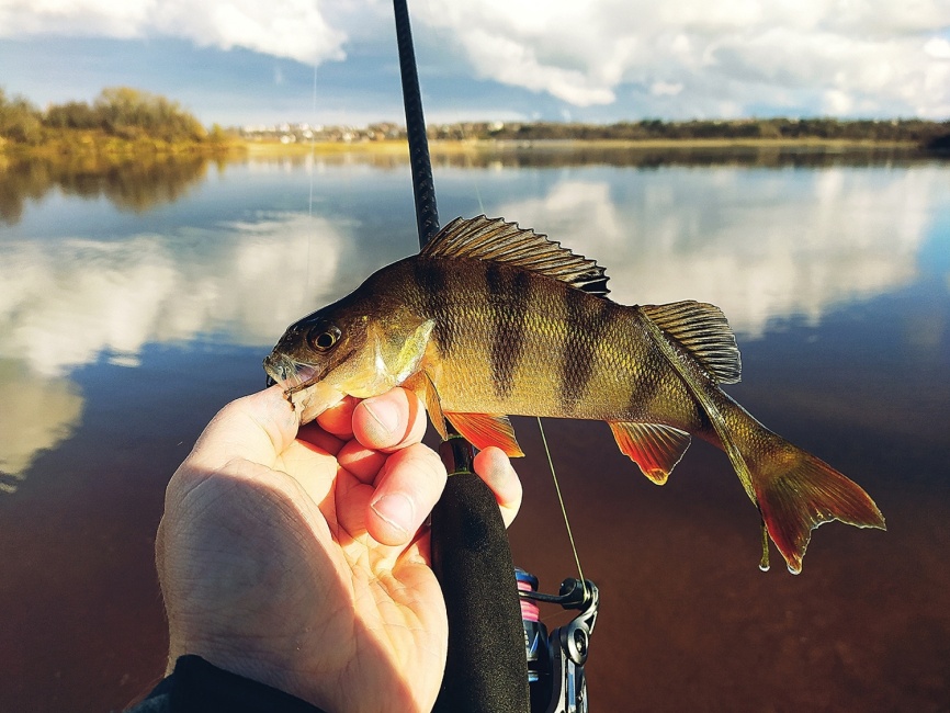 Sunday-Bis (3х частник +2 вершинки), 240 см, до 21гр фото 18