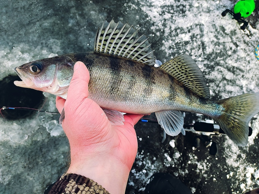 Driver-1 Short (4 разных хлыста + ручка), 65 см фото 5