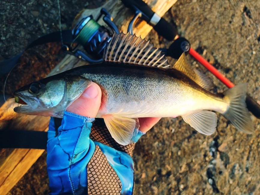 CS10 MG (mg-carbon-al, №3000) low speed фото 5