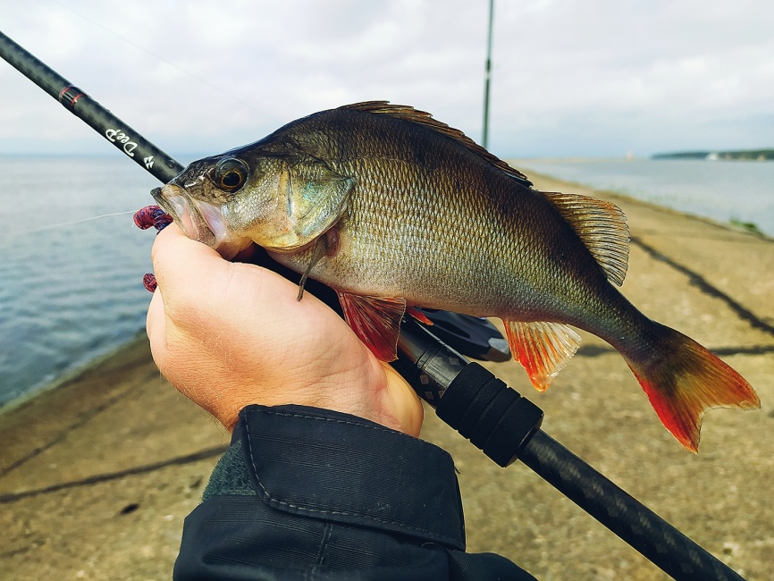 Deep (двухчастник), 259 см, 20-80г, Extra Fast фото 4