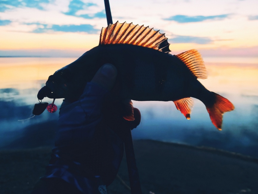 Lazy 3" (76 мм). Цвет С03 (вишнево-синий) фото 5