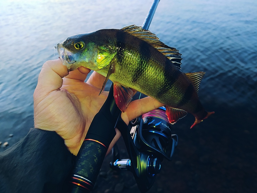 Primo 862S-HXF (двухчастник), 259 см, 25-70г, Extra Fast фото 20