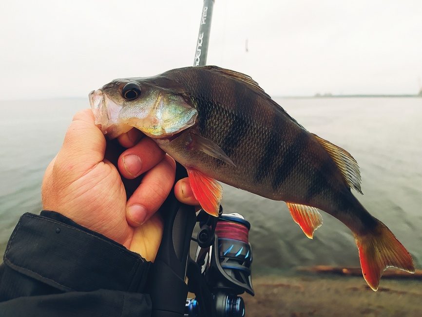 Primo 862S-MF (двухчастник), 259 см, 7-28г, Fast фото 8