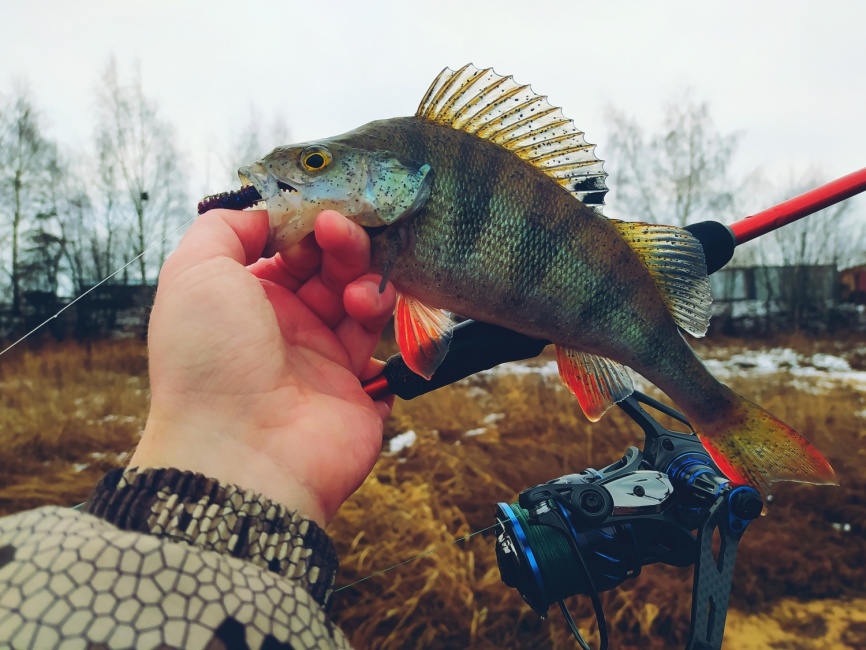 CS10 MG (mg-carbon-al, №2000) low speed фото 8