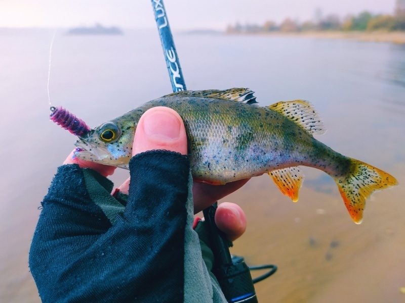 Lux (одночастник), 213 см, 11-28г, Fast фото 5