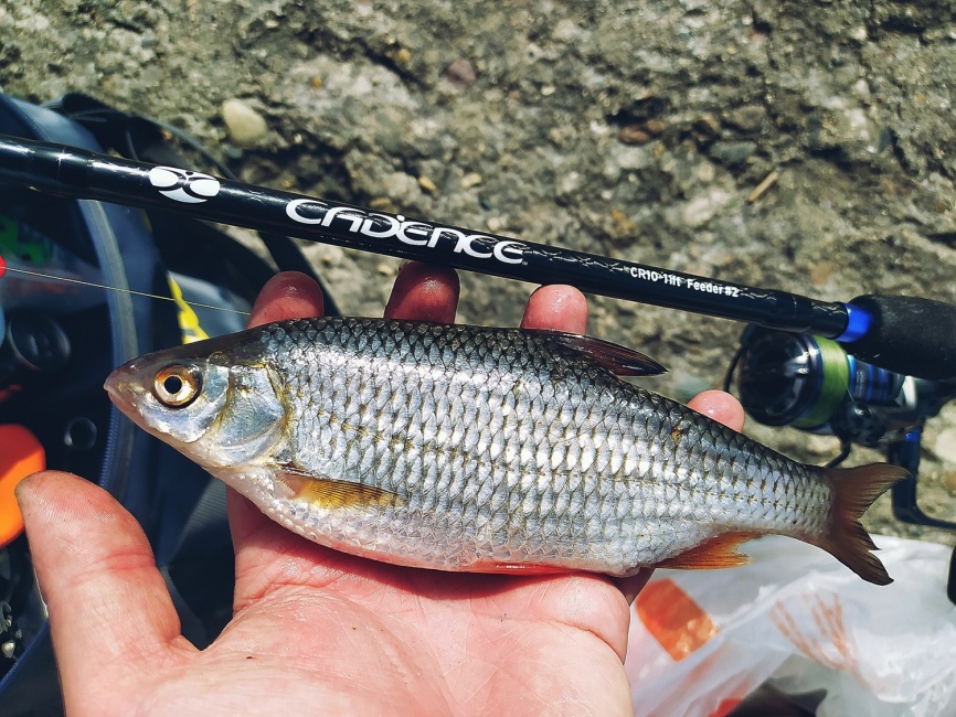 CR10 Feeder #2 (11ft), 330 см, 15-60г, Fast фото 1