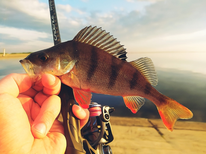 Primo 862S-HXF (двухчастник), 259 см, 25-70г, Extra Fast фото 23