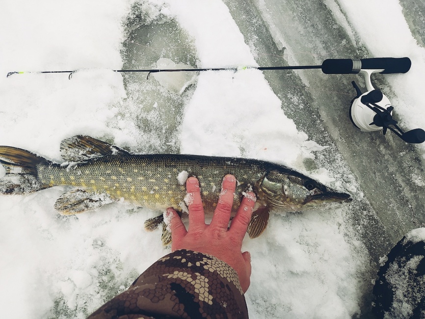 Driver-1 Short (4 разных хлыста + ручка), 65 см фото 11