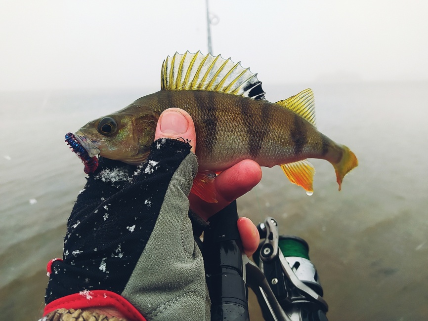 Fogel (двухчастник), 228 см, 5-21г, Medium Fast фото 12