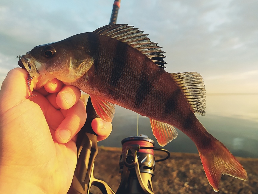 Primo 862S-MF (двухчастник), 259 см, 7-28г, Fast фото 24