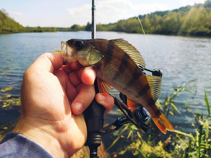 CR5 UL (двухчастник), 198 см, 1-7г, Moderate Fast фото 22