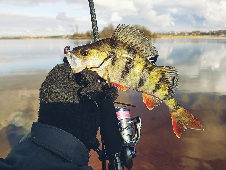 Sunday-Bis (3х частник +2 вершинки), 240 см, до 21гр фото 1