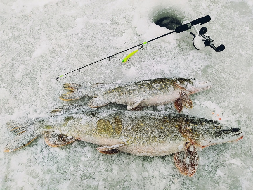 Driver-1 Short (4 разных хлыста + ручка), 65 см фото 2