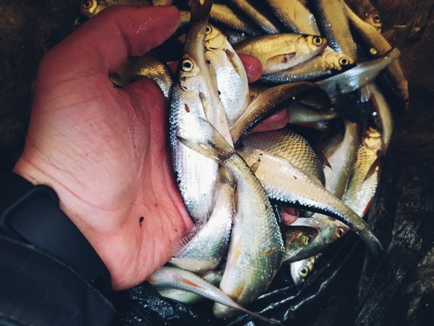  AJI-RING №0.5 с ушком, покрытие BN (10 шт) фото 6