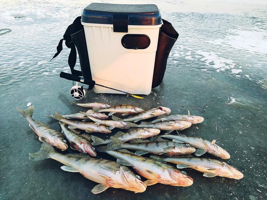 Driver-1 Short (4 разных хлыста + ручка), 65 см фото 1