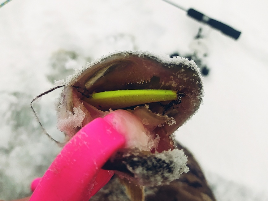 Driver-1 Short (4 разных хлыста + ручка), 65 см фото 7