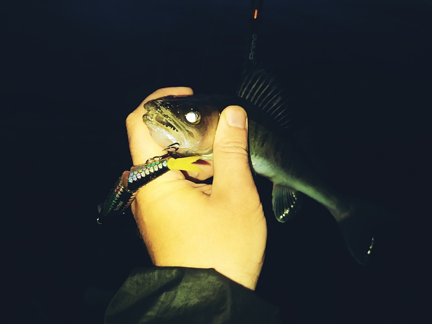 Primo 862S-HXF (двухчастник), 259 см, 25-70г, Extra Fast фото 21