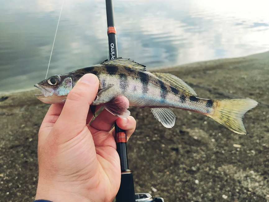 Primo 902S-MF (двухчастник), 274 см, 10-30г, Fast фото 22