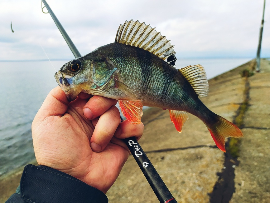 Deep (двухчастник), 259 см, 20-80г, Extra Fast фото 6