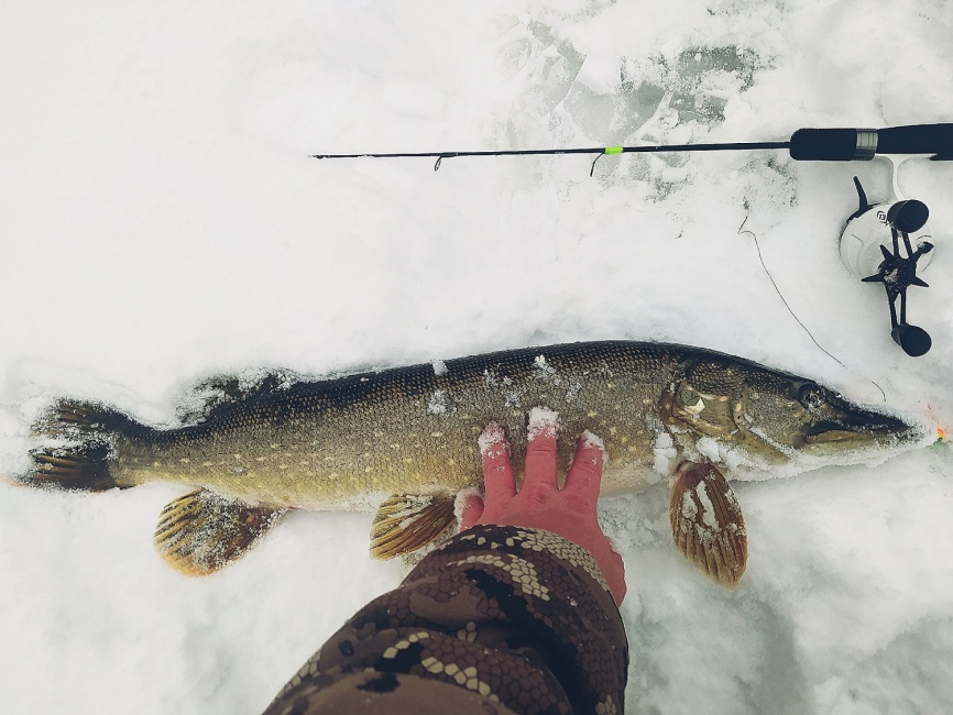 Driver-1 Short (4 разных хлыста + ручка), 65 см фото 15