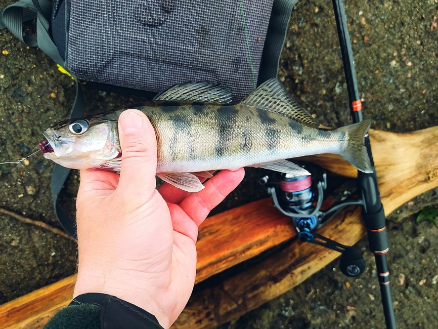 Primo 862S-HXF (двухчастник), 259 см, 25-70г, Extra Fast фото 11