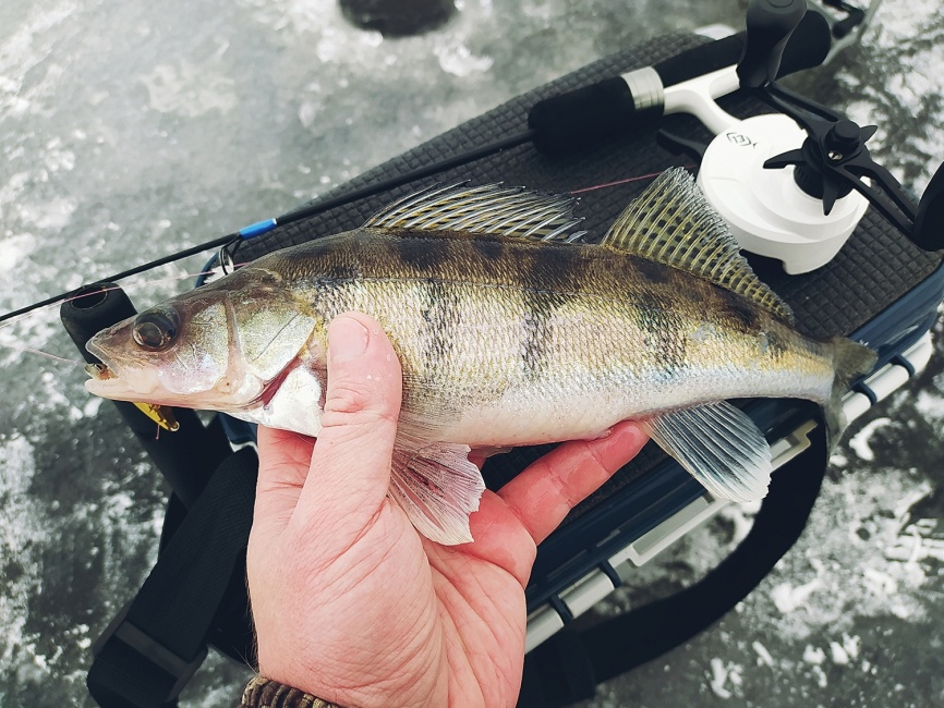 Driver-1 Short (4 разных хлыста + ручка), 65 см фото 17