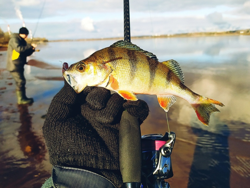 Sunday-Bis (3х частник +2 вершинки), 240 см, до 21гр фото 14