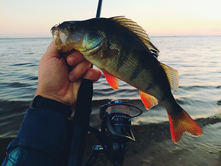 23.07.2022. Окунь на Горьковском водохранилище