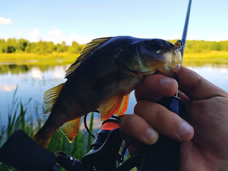 31.07.2022. Сокольский район. 