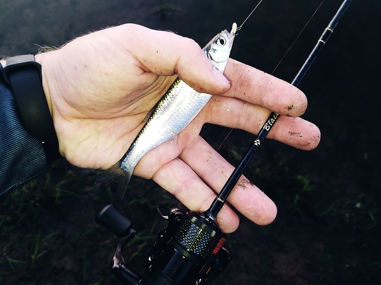 22.08.2022. Одно из озер Городецкого района. Мормышинг.