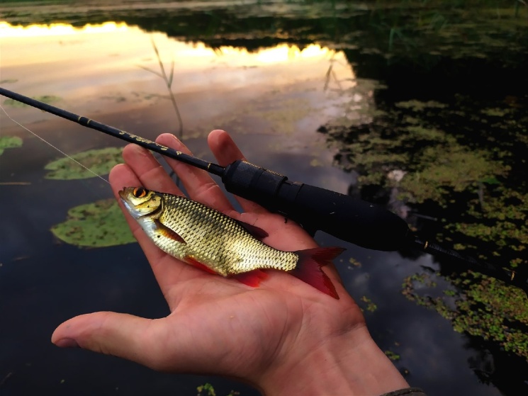 29.07.2022. Озеро в Чкаловском районе