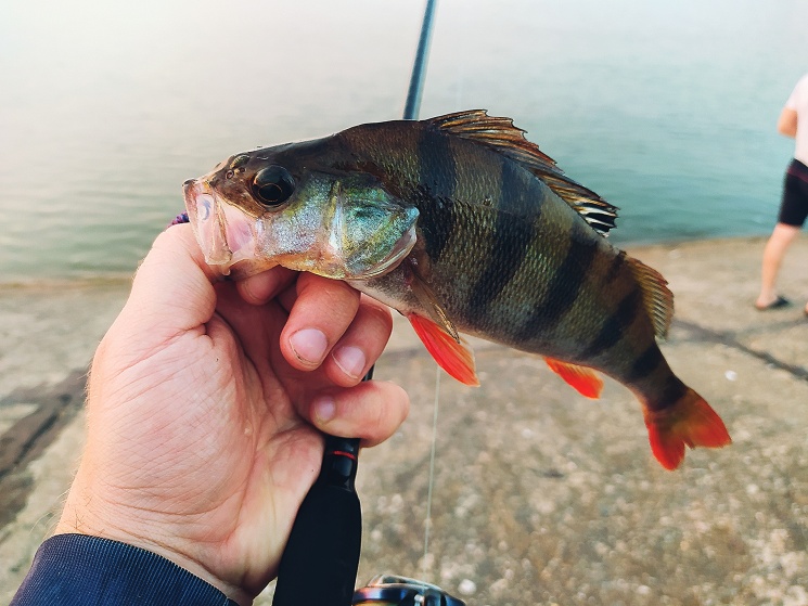 26.07.2022. Окунь на Горьковском водохранилище