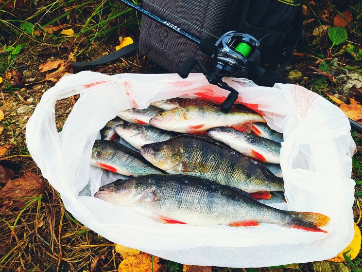 07.10.2022. Балахнинский район. Волга
