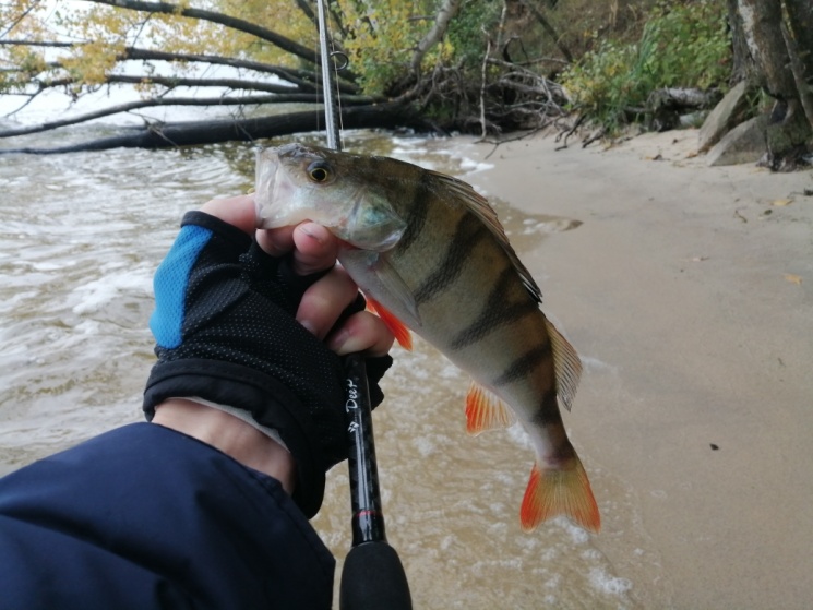 27.09.2022 г. Горьковское водохранилище.Городецкий район. Андроново.