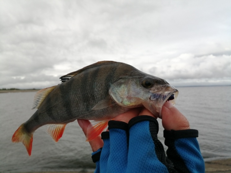 06.09.2022  Горьковское водохранилище. Городецкий район. Насыпь маяка.