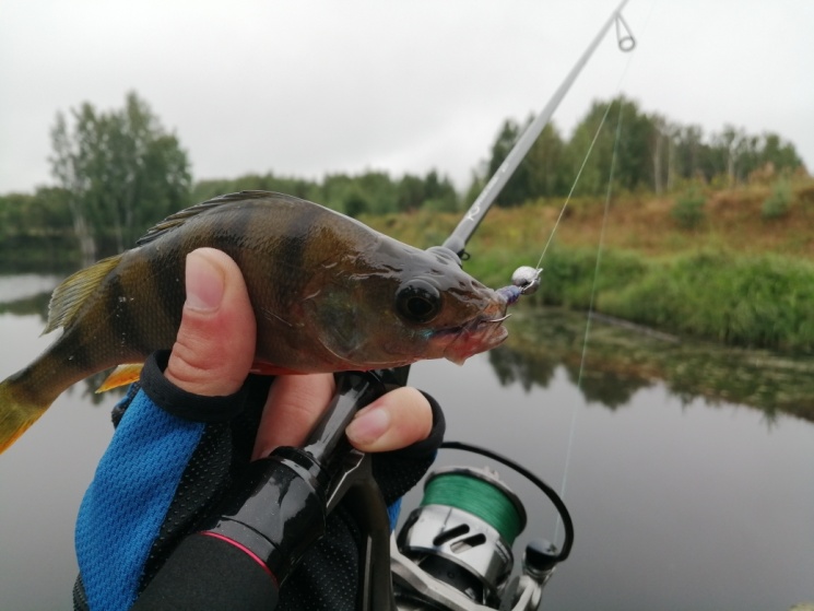 08-09.08.2022. Сокольский р-он. р. Куртюга-р. Ширмакша.