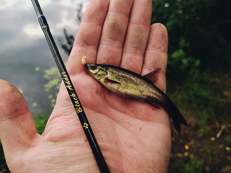 23.07.2022. Ловля микро-гольяна на спиннинг